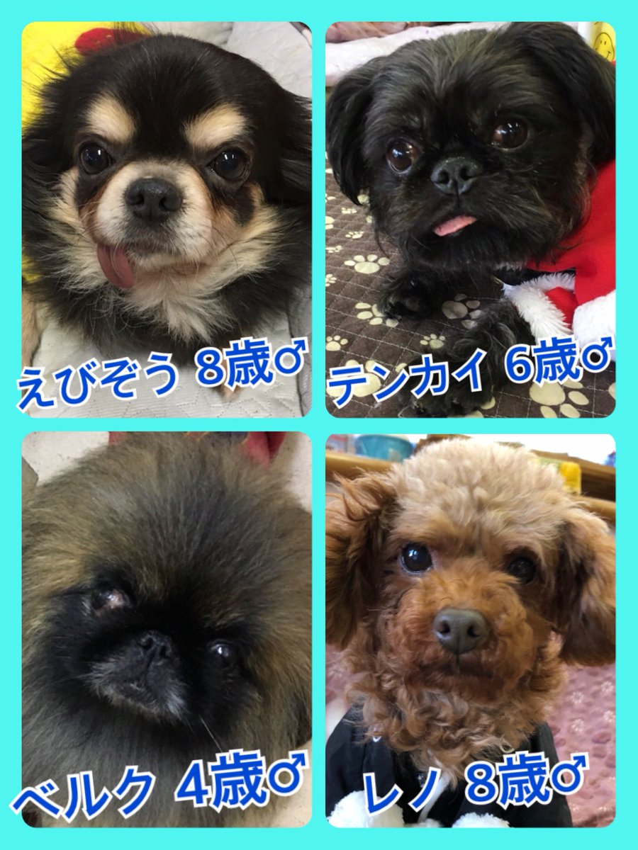 🐾今日の里親様募集中ワンコ🐶メンバーです🐾2020,1,8